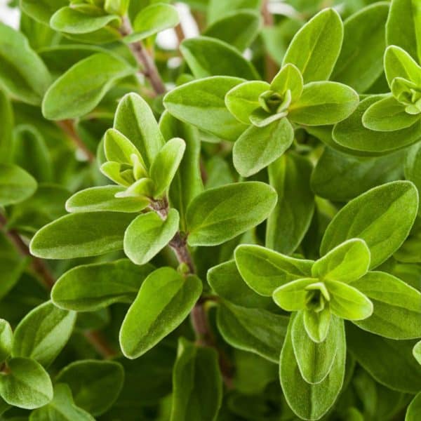 Alternative view of Aceite esencial puro de Mejorana