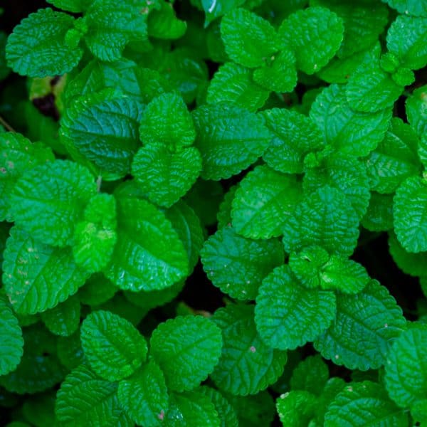 Alternative view of Aceite esencial puro de Menta