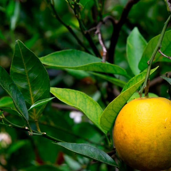Alternative view of Aceite esencial puro de Petitgrain