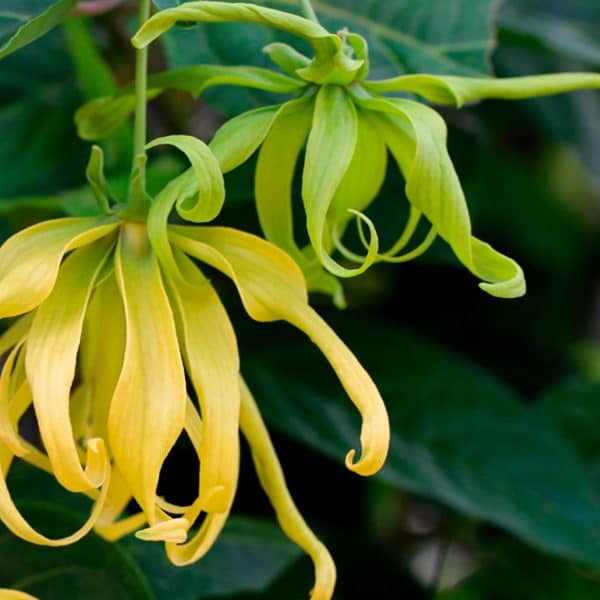 Alternative view of Aceite esencial puro de Ylang Ylang